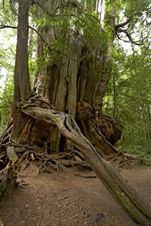 Images Dated 9th August 2006: Big Cedar Tree - Western Red Cedar Olympic National Park, Washington State, USA LA001693