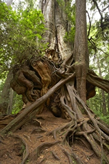 Images Dated 9th August 2006: Big Cedar Tree - Western Red Cedar Olympic National Park, Washington State, USA LA001700