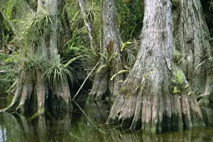 Cypresses Prints: Big Cypress Florida USA. 80053213