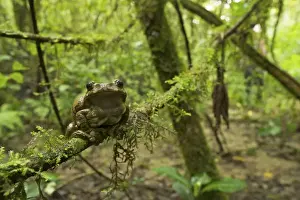 Big-eyed Tree Frog - female - sitting on a branch in the forest - Tanzania - Africa