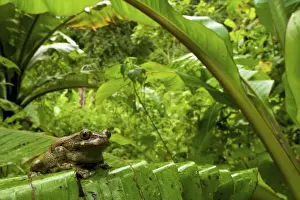 Big-eyed Tree Frog - female sitting on a wild banana leaf in the forest - Tanzania - Africa