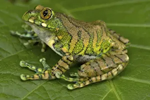 Big-eyed Tree Frog - sitting on a leaf in the forest - male - Tanzania - Africa