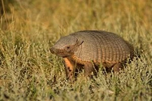 Images Dated 27th February 2010: Big Hairy Armadillo / Larger Hairy Armadillo - adult foraging in pampa - Reserva Faunistica