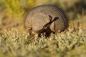 Armadillos Prints: Big Hairy Armadillo / Larger Hairy Armadillo - adult foraging in pampa - Reserva Faunistica Peninsula Valdes - UNESCO