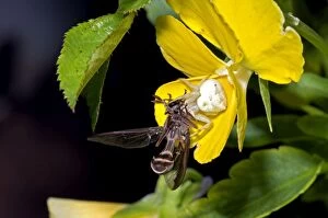 Big-headed Fly - captured by crab spider (Thomisus