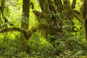 Images Dated 1st August 2008: Big Leaf Maple (Acer macrophyllum) trees in wet temperate rain forest, Quinault Valley