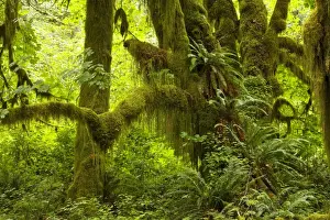 Rainfall Prints: Big Leaf Maple (Acer macrophyllum) trees in wet temperate rain forest