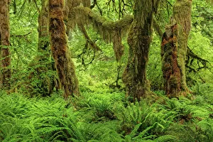 Adam Collection: Big Leaf Maple tree draped with Club Moss, Hoh Rainforest, Olympic National Park