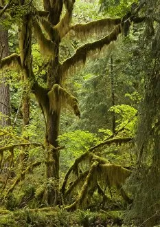 Big Leaf Maple - trees in wet temperate rain forest