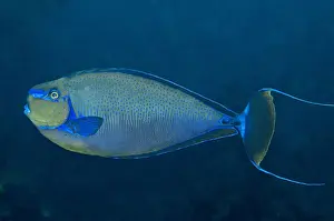 Unicornfish Prints: Big Nose Unicornefish - male flashing his mating colours (can change colour very fast if a female is nearby) Indonesia