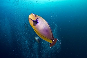 Images Dated 27th December 2010: Big Nose Unicornfish - curious about the divers bubbles - Maldives