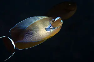 Maldives Prints: Big Nose Unicornfish - Maldives