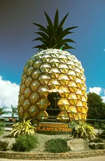 Pineapple Prints: The Big Pineapple - Nambour, Queensland, Australia JLR00034