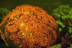 Bioluminescence Gallery: Big Polyp Blastomussa Coral / Blastomussa Pineapple