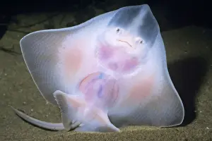 Big Skate San Pedro Bay, California