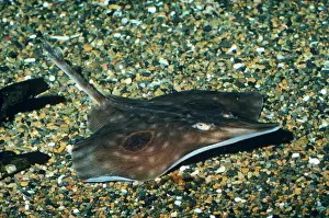 Seabed Prints: Big Skate San Pedro Bay, California