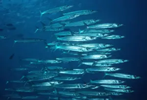 Leadership Prints: Bigeye Barracuda - A nocturnal hunter that schools during the day