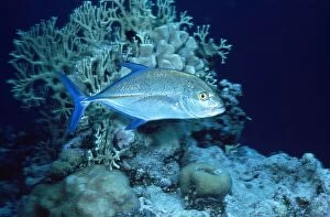Images Dated 16th July 2010: Bigeye Trevally - Great Barrier Reef - Australia