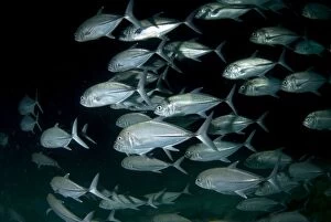 Images Dated 12th December 2006: Bigeye Trevally school in cave