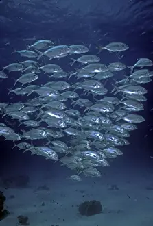Behavour Prints: Bigeye Trevally - shoal, common along reef dropoffs these fish are always found in large schools