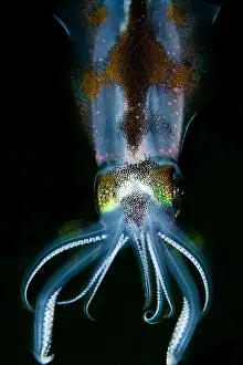Bigfin Reef Squid - Indonesia