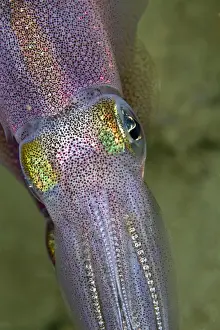 Bigfin Reef Squid - Indonesia