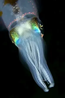 Marine Prints: Bigfin Reef Squid - Indonesia