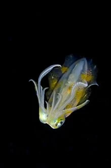 Bigfin Reef Squid on nght dive TK1 dive site, Lembeh