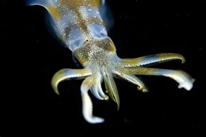 Images Dated 29th December 2006: Bigfin Reef Squid at night