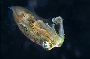 Images Dated 27th September 2013: Bigfin Reef Squid during night dive