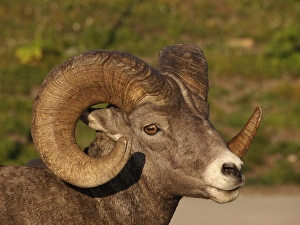 Images Dated 15th September 2011: Bighorn / Big-Horn Sheep - Glacier National Park - USA