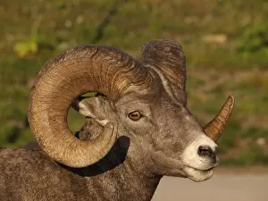 Bighorn / Big-Horn Sheep - Glacier National Park - USA