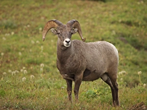 Images Dated 16th September 2011: Bighorn / Big-Horn Sheep - urinating - Glacier National Park - USA