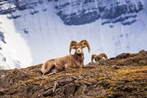 Images Dated 25th May 2021: Bighorn rams on Wilcox Ridge under Mount Athabasca, Jasper National Park, Alberta