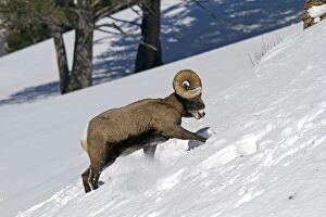 Images Dated 8th February 2011: Bighorn Sheep