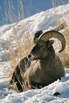 Big Horn Prints: Bighorn Sheep