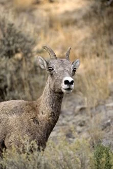 Images Dated 16th September 2007: Bighorn Sheep - close up of head of female