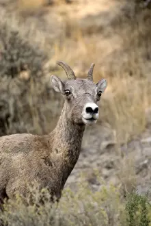 Bighorn Sheep Close up of head of female Yellowstone NP. USA