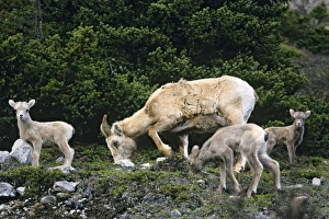Images Dated 5th February 2007: Bighorn Sheep - ewe and lambs Jasper National Park, Rocky Mountains, Alberta, Canada. MS468