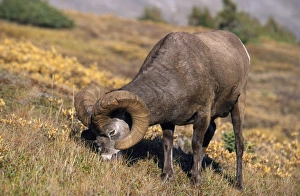 Images Dated 15th July 2008: Bighorn Sheep Jasper National Park, Canada