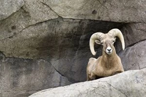 Images Dated 1st October 2007: Bighorn Sheep Male sitting on rock ledge Montana. USA