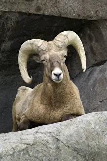Bighorn Sheep Male sitting on rock ledge Montana. USA