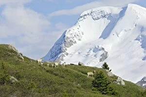 Bighorn Sheep / Mountain Sheep ewes with young lambs on lambing grounds high in the Northern Rockies. Early June