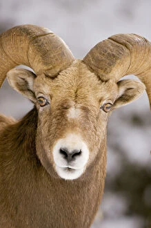 Bovidae Gallery: Bighorn sheep, Ovis canadensis, Maligne
