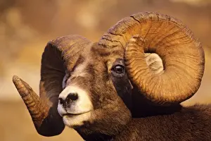 Sheep Prints: Bighorn Sheep Ram Canadian Rockies MS315