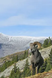 Ungulates Prints: Bighorn Sheep Ram - with near full curl - Alberta - Northern Rockies - Canada -Autumn _C3B6946