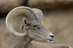 Images Dated 20th July 2008: Bighorn Sheep - Ram portrait - Arizona - USA