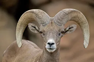 Images Dated 20th July 2008: Bighorn Sheep - Ram portrait - Arizona - USA