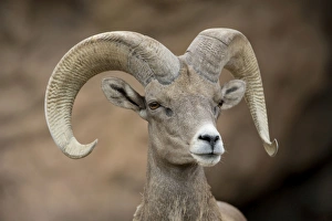 Images Dated 20th July 2008: Bighorn Sheep - Ram portrait - Arizona - USA