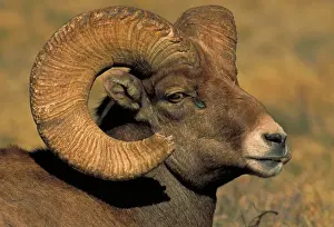 Sheep Prints: Bighorn Sheep - Ram in rut - Colorado - Record spread of horns in male is 33 inches - Females have short straight horns